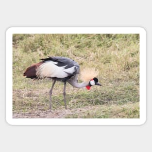 Red-Crowned Crane Sticker